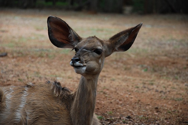 Free Kudu Young photo and picture