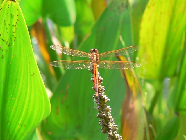 Guldsmed, Insekter, Natur