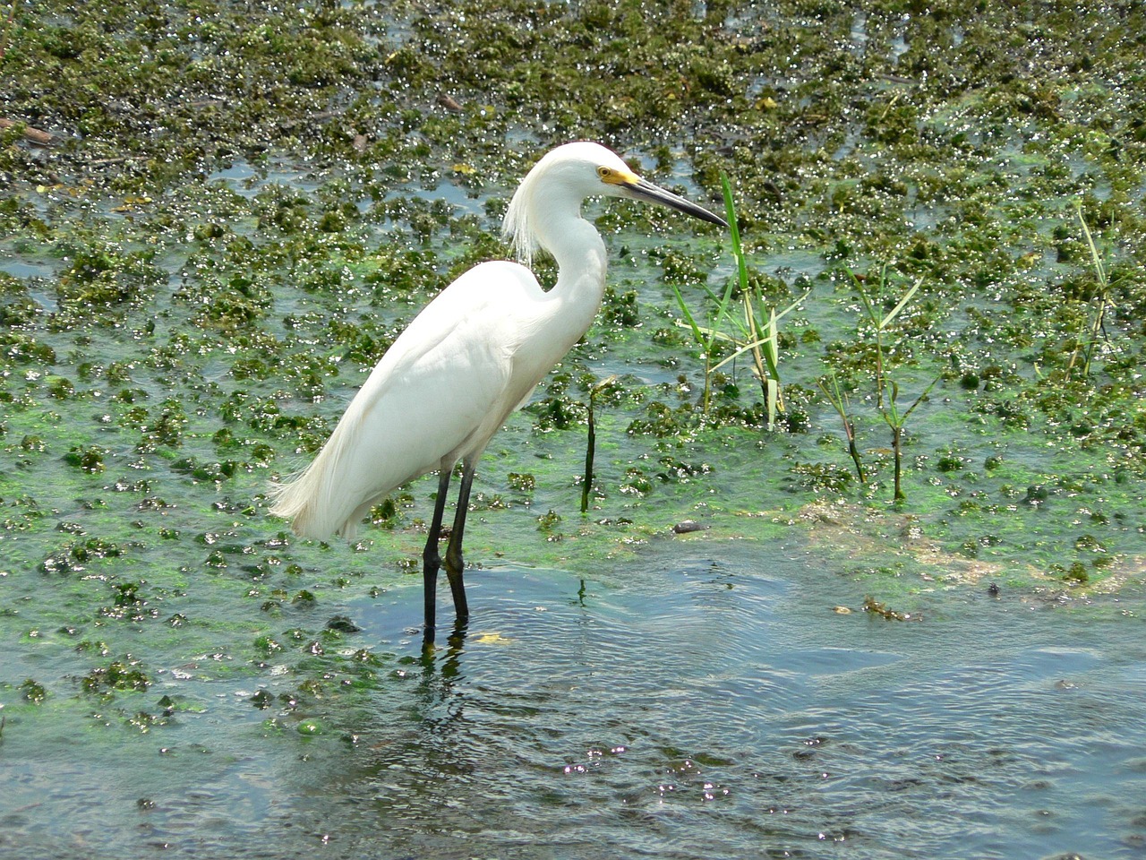 サギ 鳥 自然 - Pixabayの無料写真 - Pixabay
