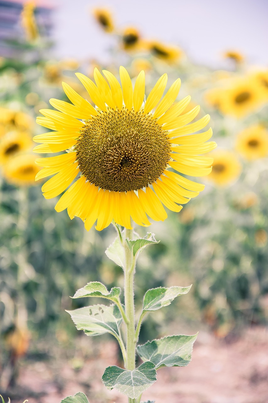 Sunflower Yellow Flower - Free photo on Pixabay - Pixabay
