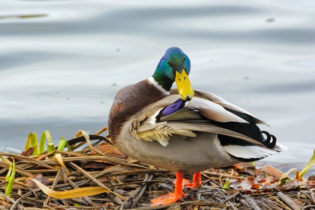 And, Drake, Fjer, Natur, Vand, Fjerdragt