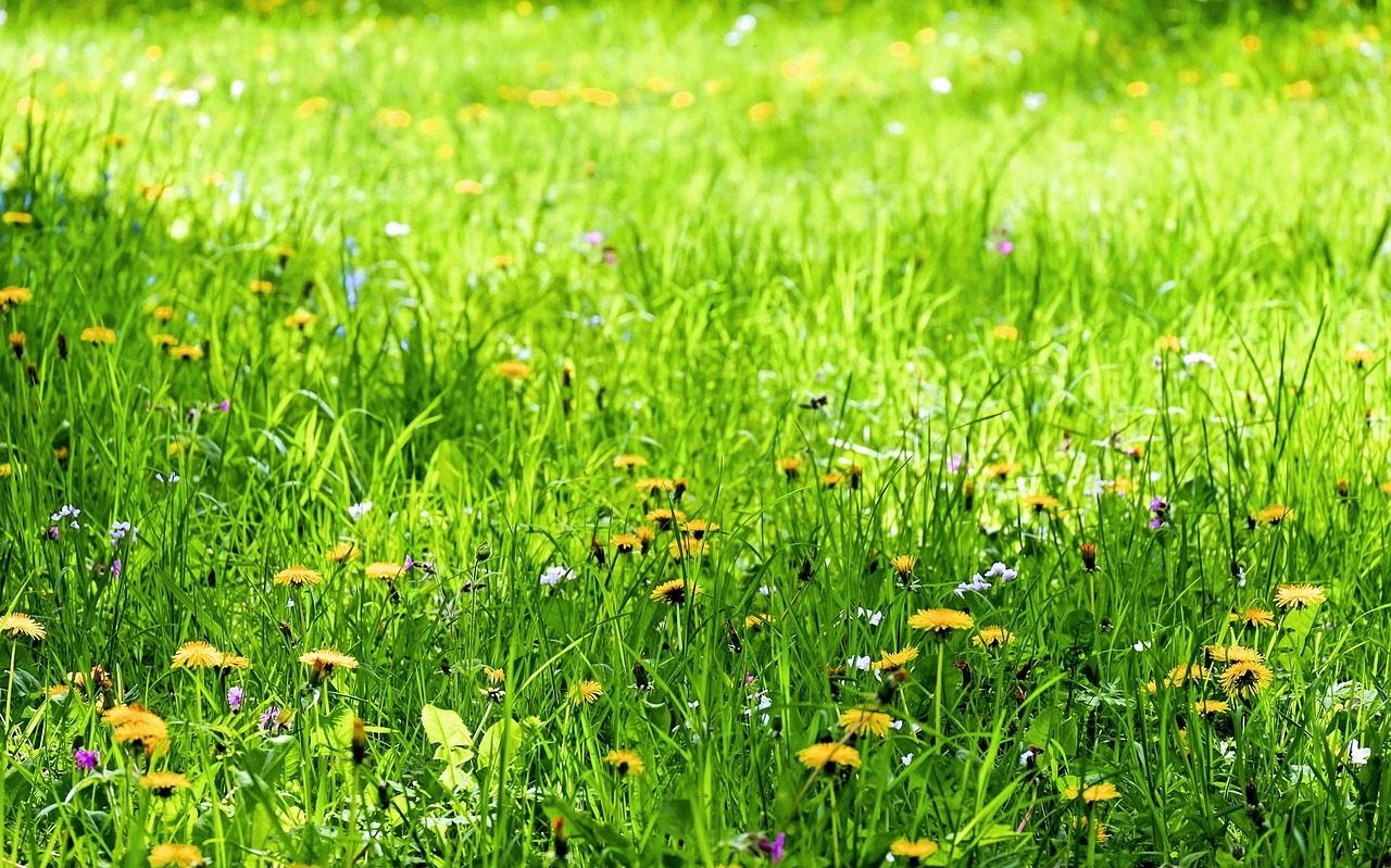 Bunga Padang Rumput - Foto gratis di Pixabay