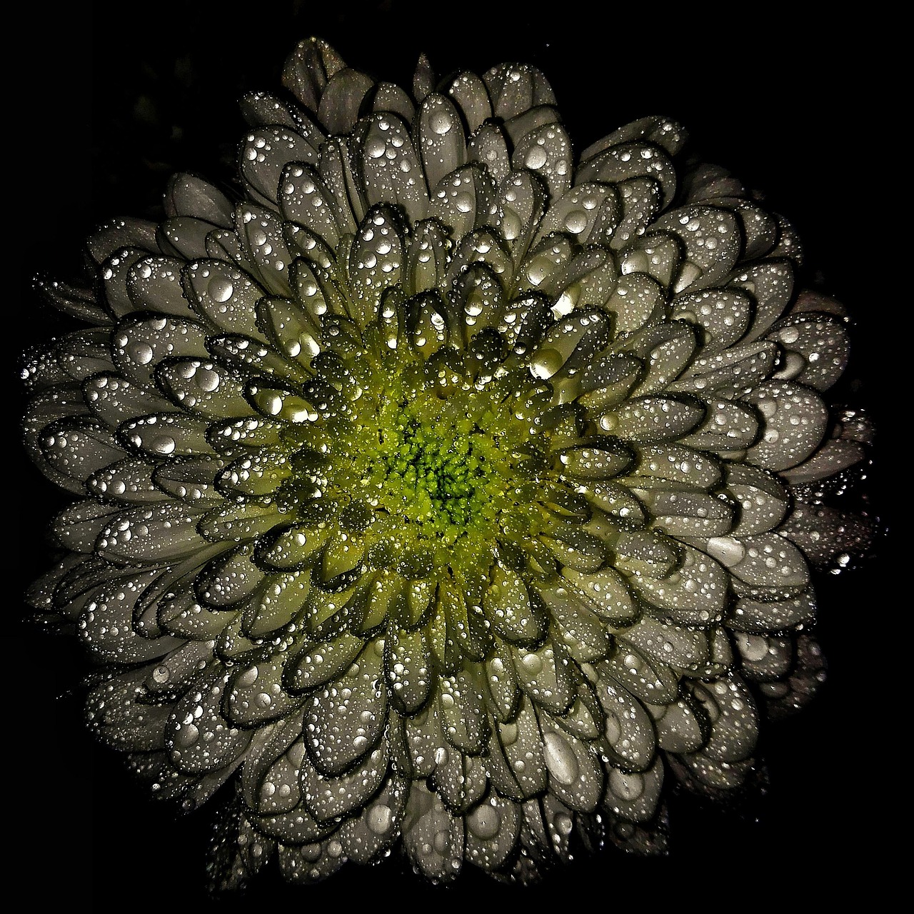Flowers Flower Macro - Free photo on Pixabay - Pixabay