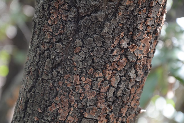 Free Trunk Tree photo and picture
