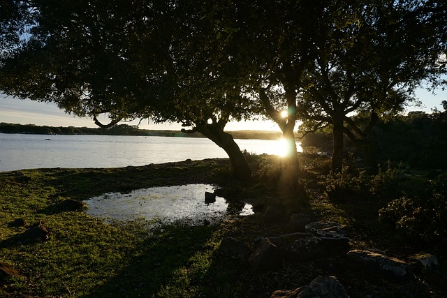 Free Light Sunshine photo and picture