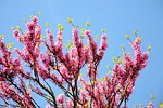 judas tree, spring, bloom