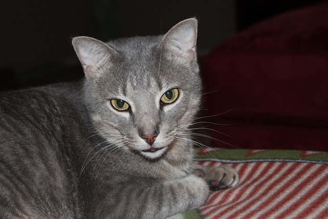 Free Cat Pet photo and picture