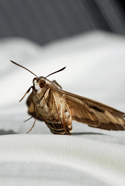 Free Butterfly Nocturnal photo and picture