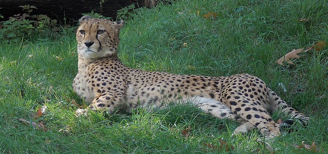 Free Lie Cat photo and picture