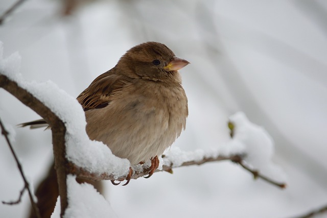 Free Sparrows Snow photo and picture