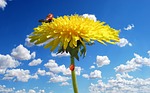flower, blossom, bloom