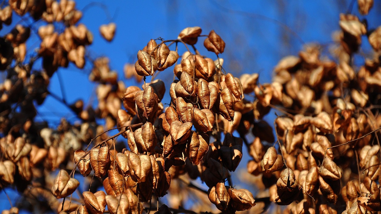Nature - free online jigsaw puzzle photo