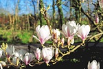 magnolia, flowers, spring