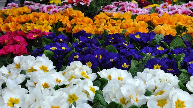 Free Primula Spring photo and picture