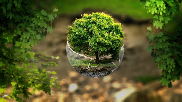 Download free HD stock image of Forest Tree Free forest tree mystical illustration