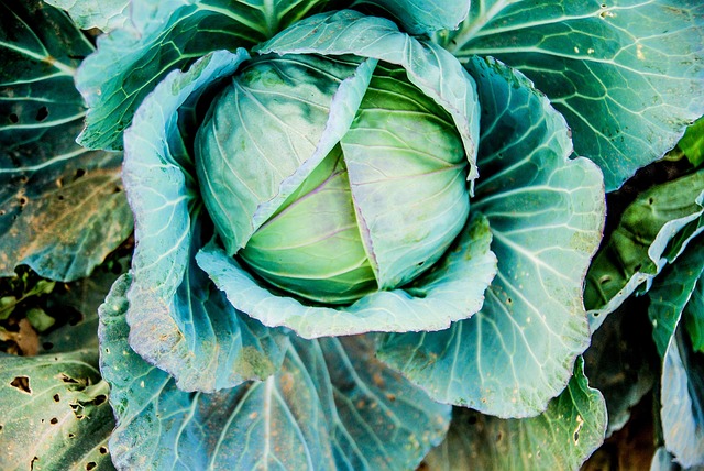 Free Cabbage Vegetable photo and picture