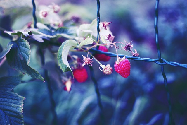 Vadelmia Pensas Surullinen Ilmainen Valokuva Pixabayssa Pixabay vadelmia-pensas-surullinen-ilmainen-valokuva-pixabayssa-pixabay