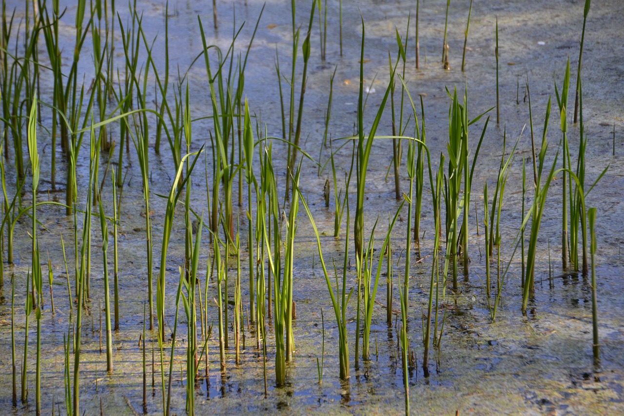 Pond Reeds Water Free photo on Pixabay Pixabay