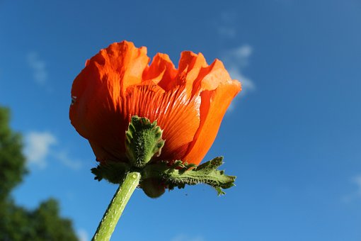 Free Poppy Garden photo and picture