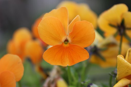 Free Orange Blossom photo and picture