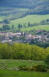 spring, the countryside, sheep