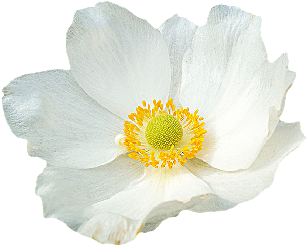 100+ Png ฟรี และภาพถ่าย โปร่งใส - Pixabay