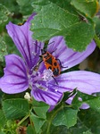pyrrhocoris apterus, bedbug mallow, xinxa of them malves