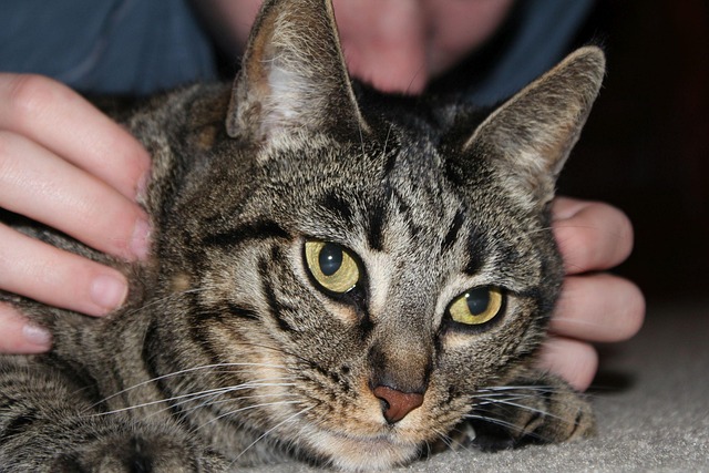 Free Cat Pet photo and picture