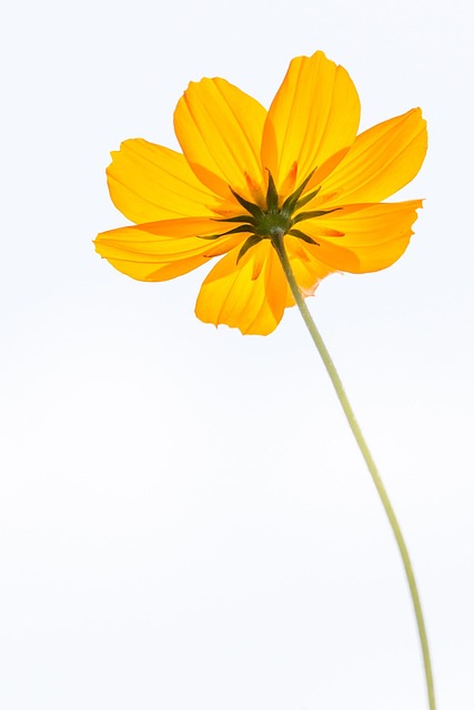 Free Cosmos Nature photo and picture