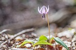 flowers, spring, japanese dog's tooth violet