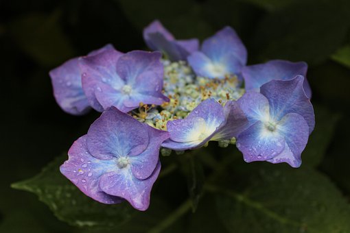 Free Blossoms Nature photo and picture
