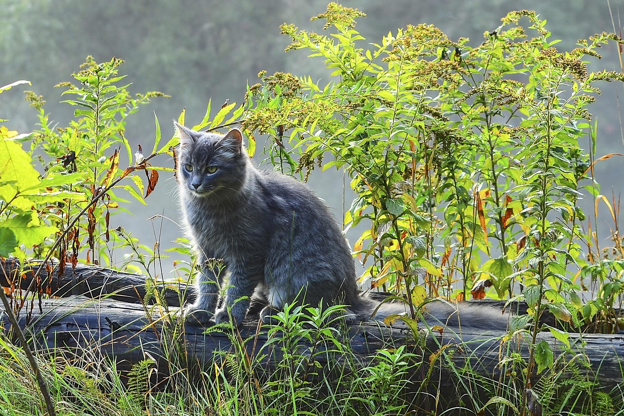 灰猫 自然 - Pixabay上的免费照片 - Pixabay