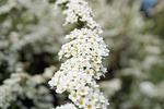 bride spiere, flowers, white