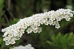 bride spiere, flowers, white