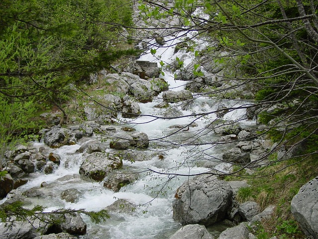 Stream, Natur, Sten, Skov, Vand, River