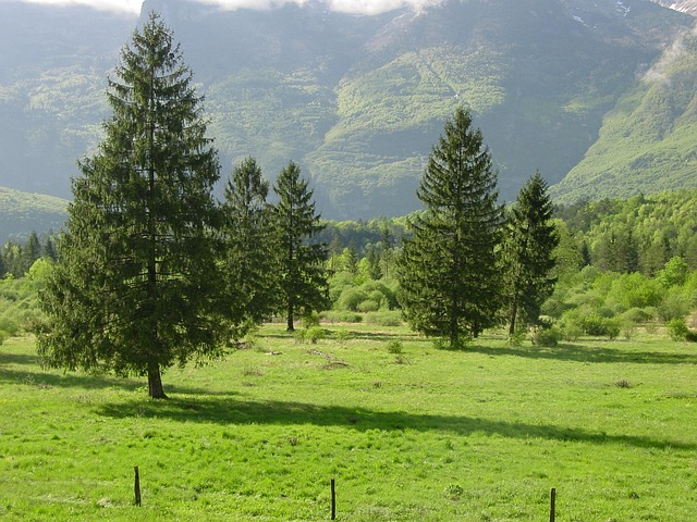 Fyr, Felt, Natur, Bjerge, Slovenien