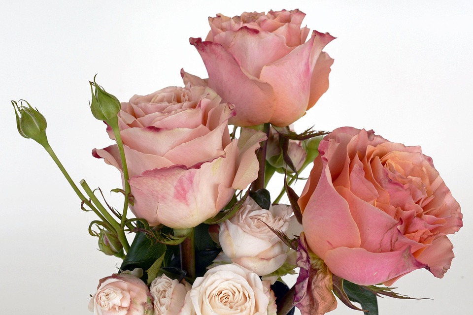 Fresh Salmon Roses Roses Salmon Rose Blossom - Free photo on Pixabay - Pixabay