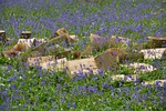 hallerbos, flowers, bluebell