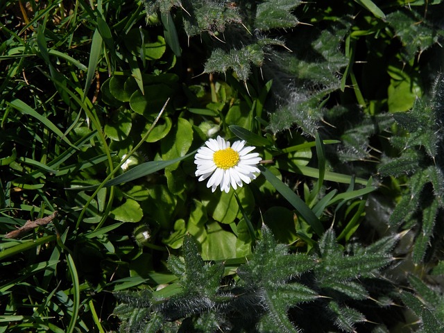 Free Daisy White photo and picture