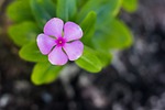 flowers, green, nature