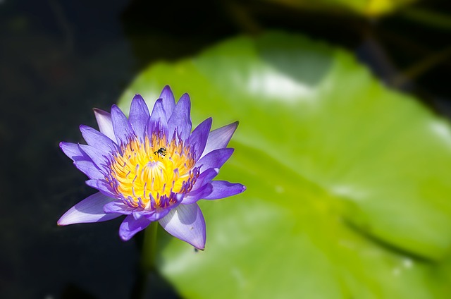 Lotus, Bloem, Plant, De Lente, Zomer