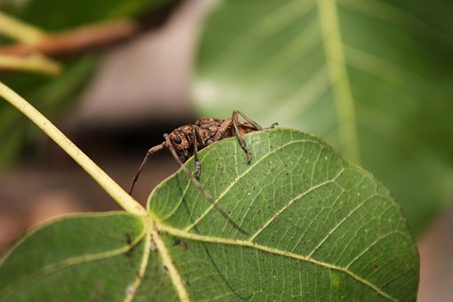 Free Insect Leaf photo and picture