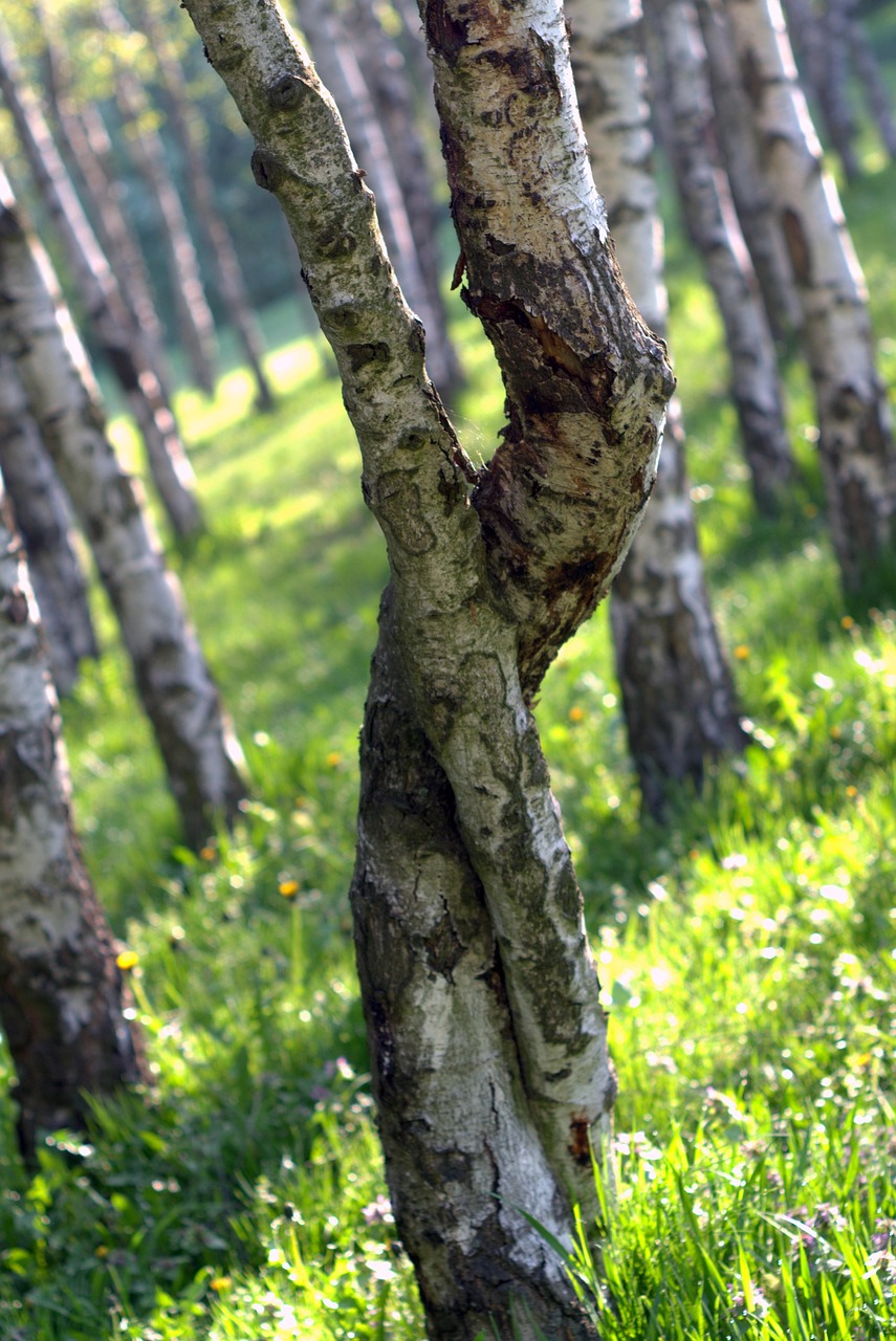 https://cdn.pixabay.com/photo/2016/04/23/07/55/birch-1347243_1280.jpg