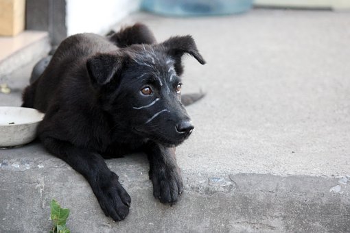 Free Dog Puppy photo and picture