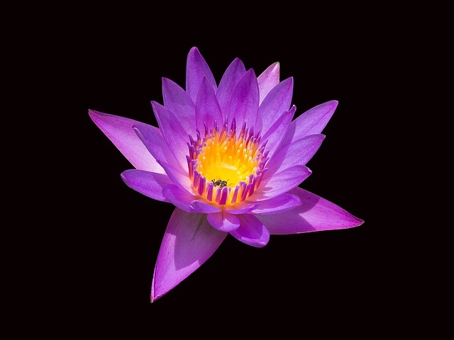 Lotus, Bloem, Plant, De Lente, Zomer