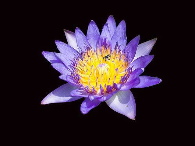 Lotus, Bloem Achtergrond, Mooie Bloemen