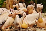 pelicans, birds, bill