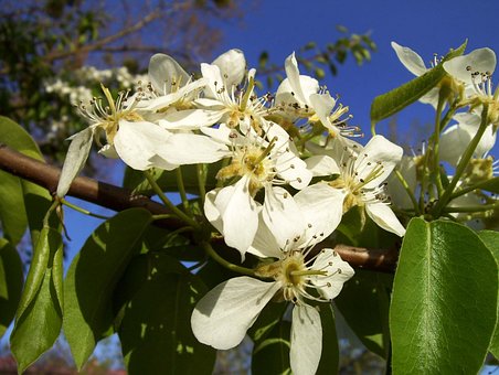 Free Spring Flowers photo and picture