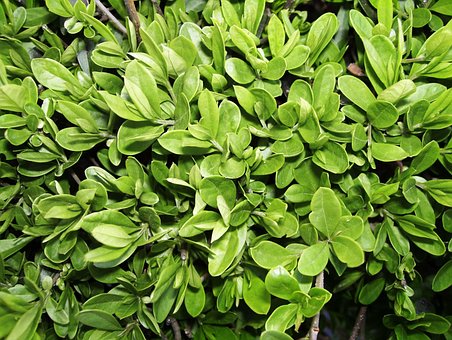 Free Hedge Leaves photo and picture