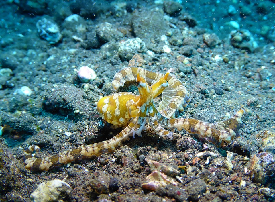 Bali, Tulamben, Indonesia, Octopus, Wunderpus, Diving